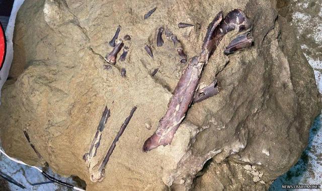 Останки редкого динозавра найдены в Кузбассе: ученые потрясены!