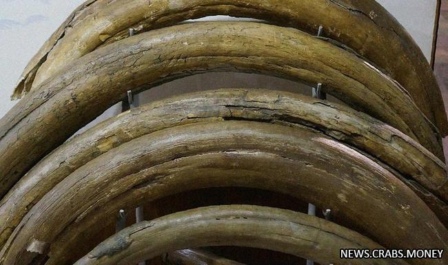 Житель Хабаровского края предложил на продажу бивни мамонта весом 100 кг