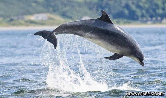 Трагедия в море: украинские экологи обнаружили массовую гибель дельфинов