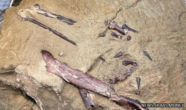 Отец палеонтолог Алескандер Аверьянов узнал в скелете кузбасского мега-
лозавра черты мартицеллозавр