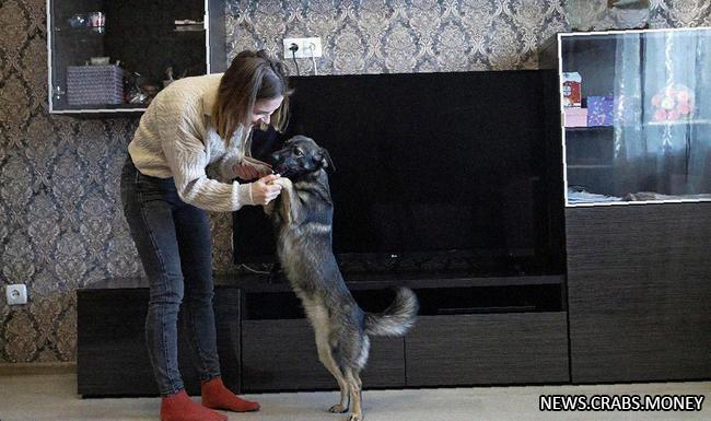 Вводят обязательную регистрацию домашних животных в Московской области
