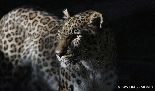 Министр предлагает Путину спасти краснокнижных леопардов