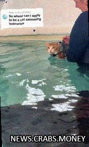 Инструктор по плаванью для котов: работа мечты
