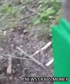 Медведь на фотользовшке: "тверк" в камчатском лесу