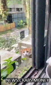 Бродячий котик в Турции нашел еду и победил страх
