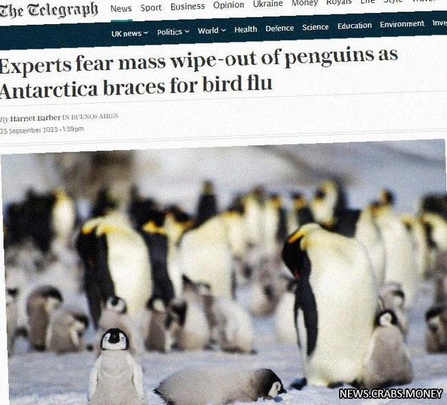 Пингвины Антарктики под угрозой из-за птичьего гриппа
