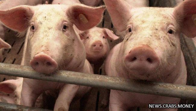 Вспышка чумы свиней в Киеве: введен карантин и запрет на торговлю мясом без документов.