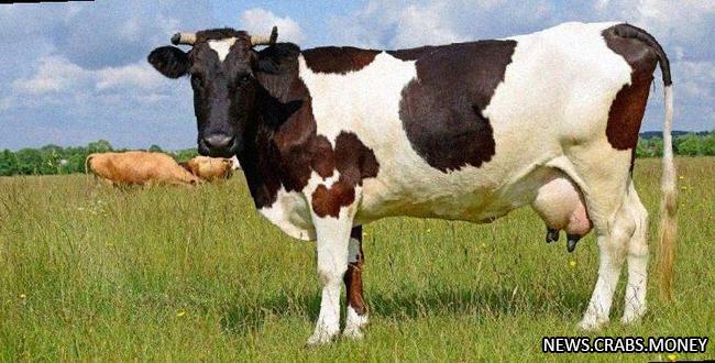 Владельцам коров в Якутии грозит штраф до 400 тыс. рублей за непереработанный навоз