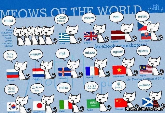 Как кошки мяукают в разных странах: от miau до 