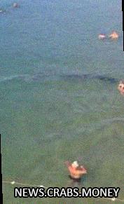 Дельфины близко к пляжу: отдыхающие в Анапе в восторге