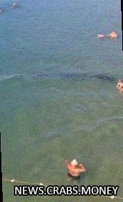 Дельфины показали трюк на пляже Анапы