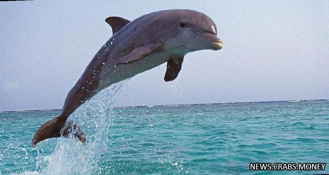 Рекордная жара в Амазонке уничтожает дельфинов