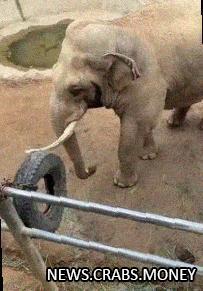 Слоник-спасатель: В милой истории с зоопарка слон помог малышке найти потерянный ботинок
