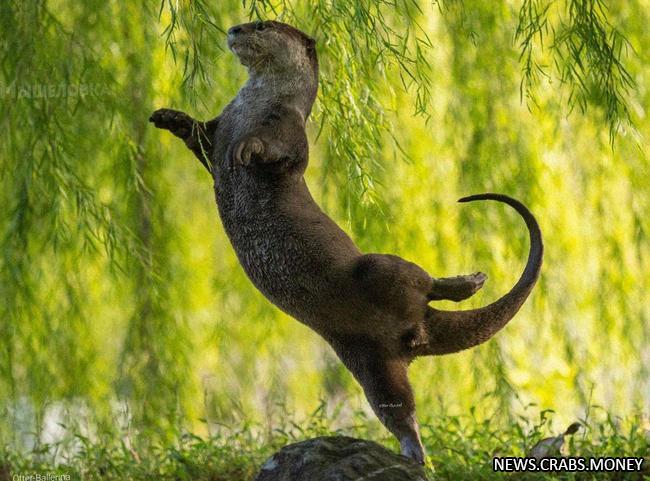 Крутые и смешные фото в природе: финалисты Comedy Wildlife Photography Awards 2023