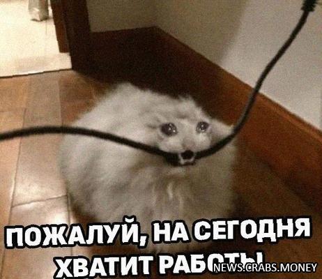 Котяра-хакер: кот случайно сломал государственную IT-систему.