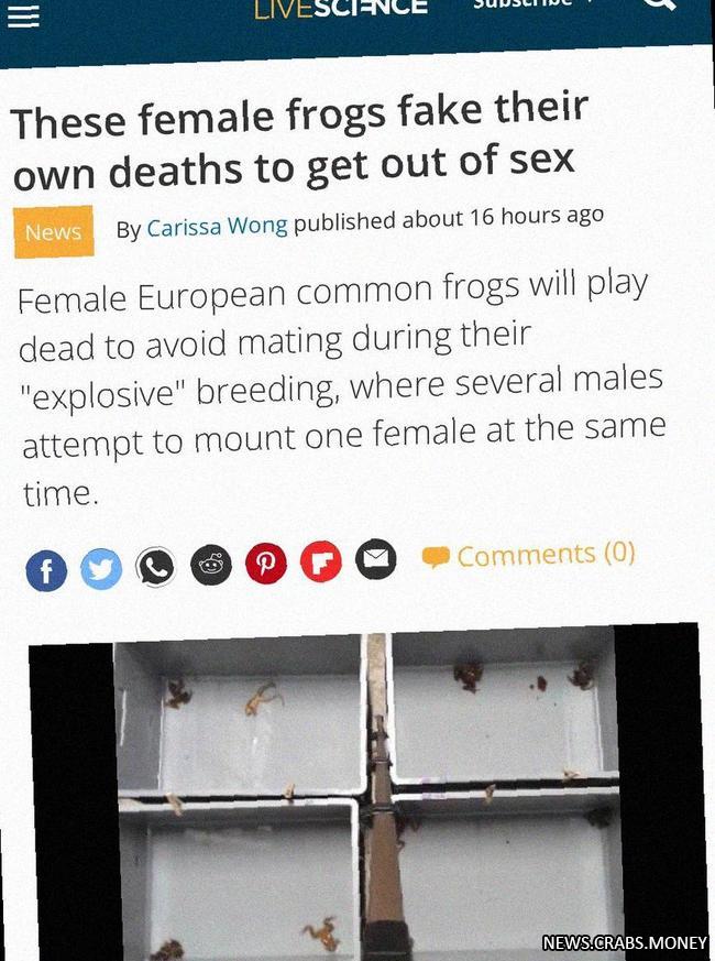 Лягушки учатся имитировать смерть, чтобы избежать секса.