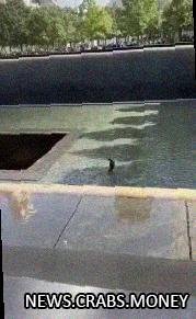 Человек прыгнул в 21-метровую яму в бассейне мемориала 11 сентября в Нью-Йорке