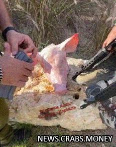 Солдаты Израиля нечистят боеприпасы об свиную голову