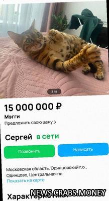 Продается бенгальская кошка-террористка Мэгги за 15 млн рублей, с гарантией уникального приветствия.