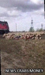 Беда в Дагестане: поезд задавил более 100 барашков, отменяют шашлык.