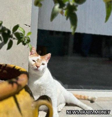 Кот-целитель Рико: милый пушистик помогает выздороветь котятам