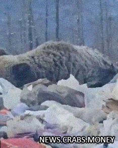 Гигантский медведь игнорирует жителей якутского села и царствует на свалке