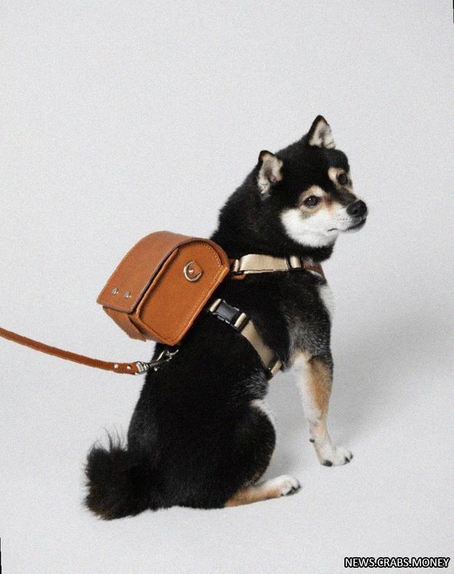 Новый портфель от Tsuchiya Kaban: стильный рюкзак для собаки