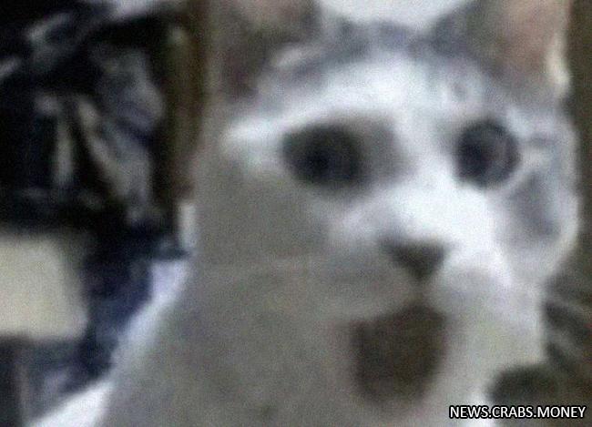 Спасены более тысячи кошек в Китае перед расчленением и продажей под видом шашлыков.