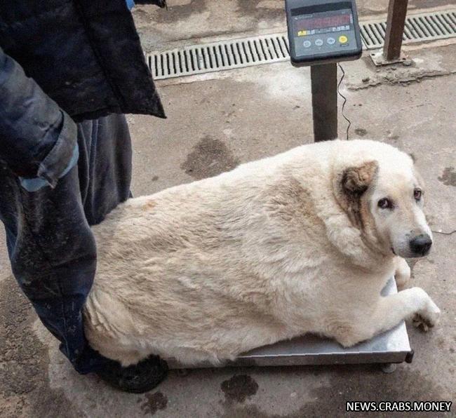 100-килограммовый бездомный пес в Нижнем Новгороде: ветеринары против массы