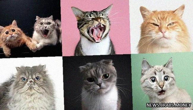 Кошачьи выражения лица: 276 уникальных движений, 45% дружелюбные, 37% агрессивные