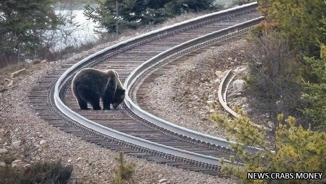 Медведи гризли в Монтане гибнут под колесами поездов из-за выпавшего зерна.