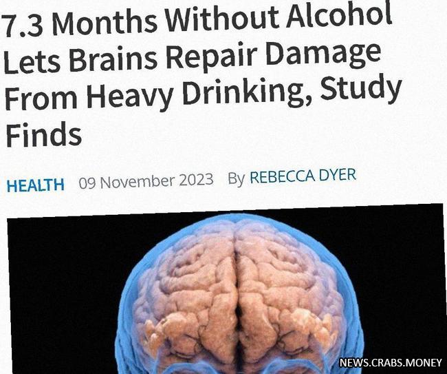 Мозг восстанавливается после пьянки 7 месяцев: исследование