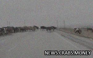 Бурёнки на льду: стадо в Магнитогорске стало неожиданным препятствием для водителей