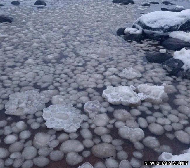 Ледяные шары украсили берег Финского залива в Питере.