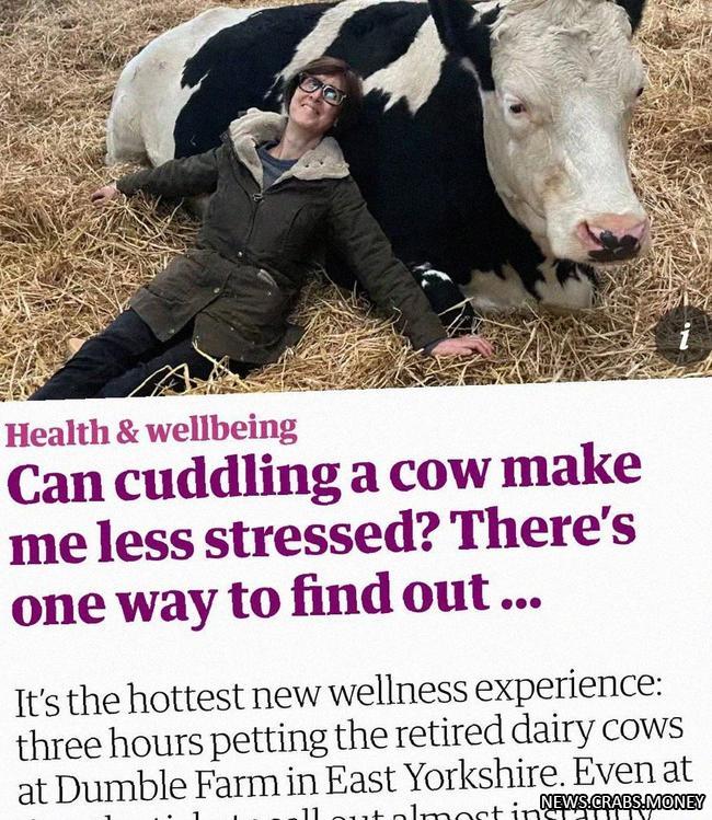 Британцы платят за объятия с коровами, чтобы справиться со стрессом