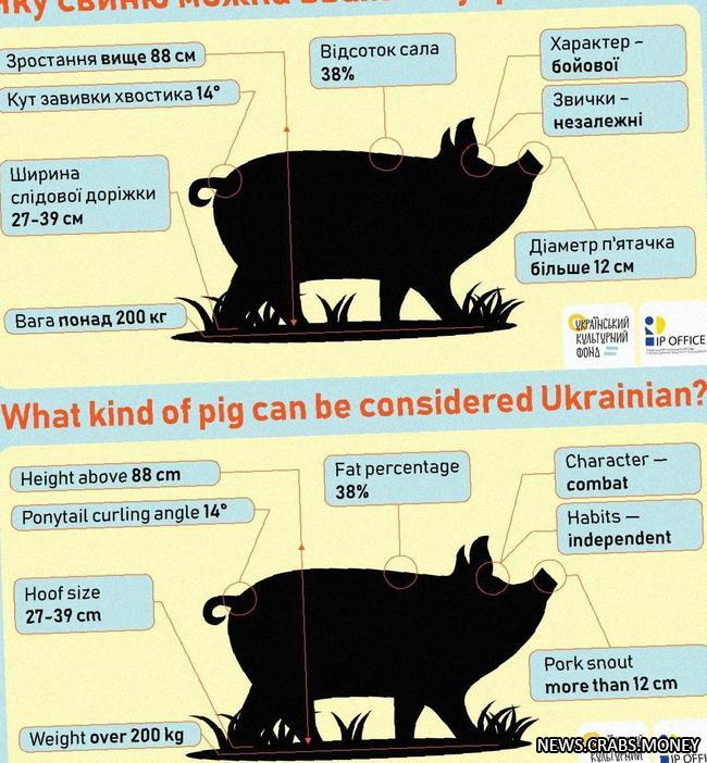 Разработан стандарт украинской свиньи: свиной нацизм на новом уровне