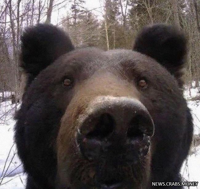 Селфи медведей: типичные фотки твоего бати.