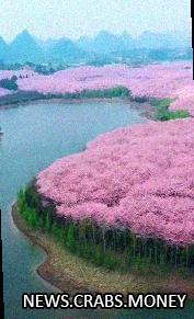 Волшебный сад сакуры в Гуйчжоу: 500 тысяч цветов наслаждения