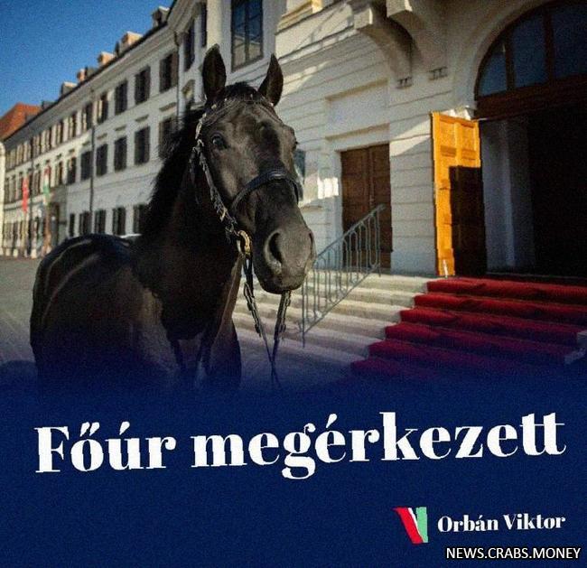 Орбан подарил Эрдогану коня "Аристократ"