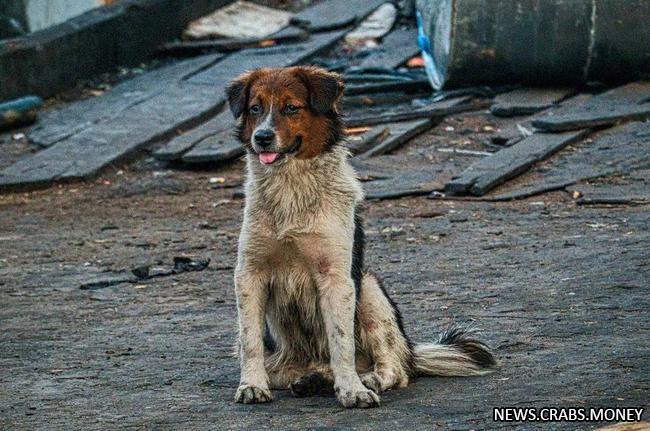 Власти Алтайской Республики разрешают усыплять бездомных животных