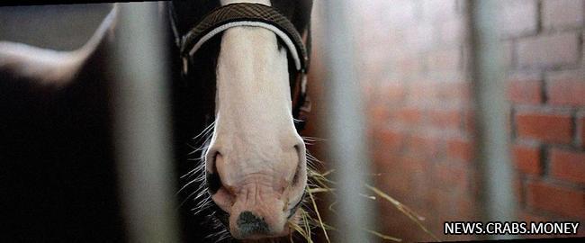 В Аргентине первый за 25 лет случай лошадиного энцефалита у человека.