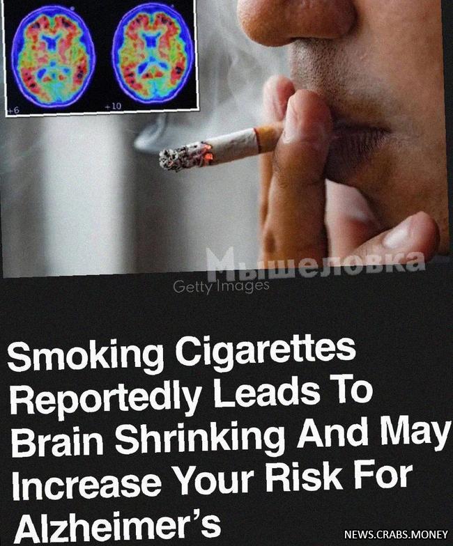 Курение: уменьшение мозга и риск деменции