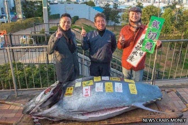 Новый рекорд: продан тунец за 800 тыс. на аукционе в Токио.