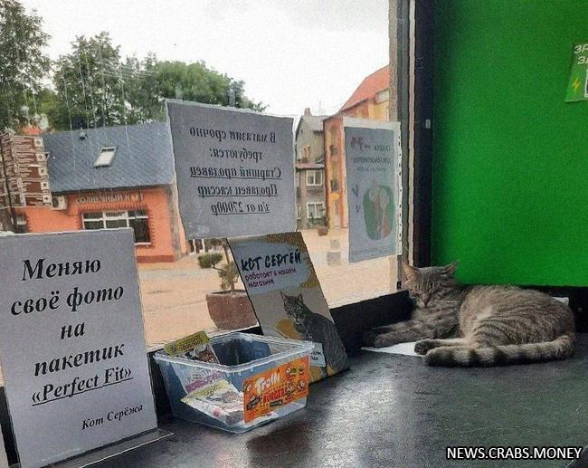 Уволенный кот Сергей вызвал скандал: пушистого пожаловали в Роспотребнадзор