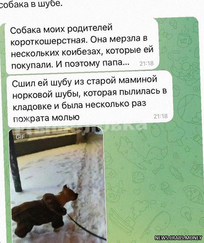 Суперстильный пёсель в норковой шубе от хозяина