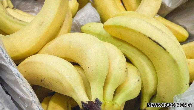 Индия начинает экспортировать бананы в Россию