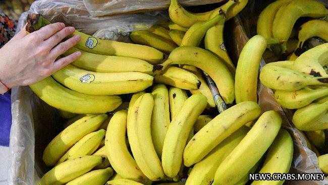 Начинается дефицит бананов, но есть решение: вырастить их в России