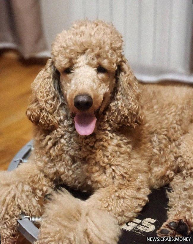 Курьер Оzon Fresh спас пса от удушения в Петербурге