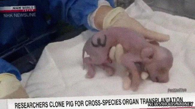 В Японии впервые клонировали свинью для пересадки органов человеку