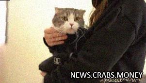 В Японии хайп на худи с карманом для кота: цена по акции всего 2300 рублей